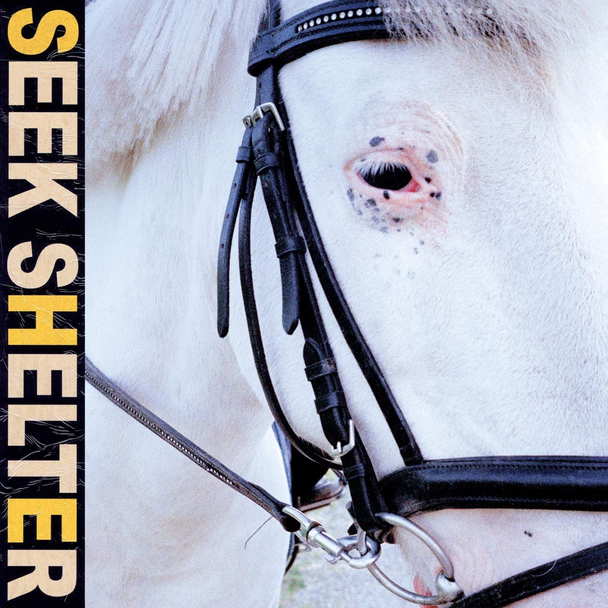 Seek Shelter [Limited Orange] - Image 3